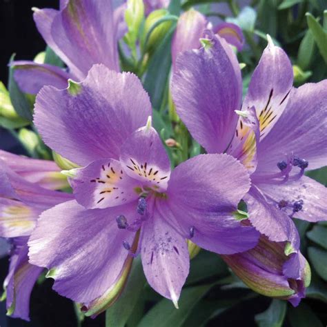 The Complete Guide To Growing 8 Elegant Alstroemeria Lilies Garden