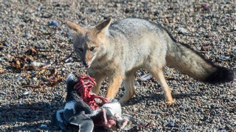 What Do Foxes Eat? A Closer Look At Fox Diet & Food Chain