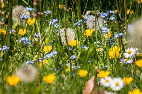 Free Images Nature Grass Field Lawn Dandelion Prairie Sunlight