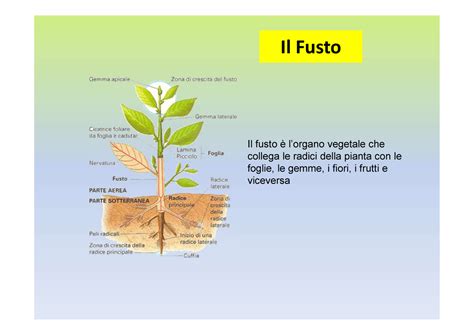 Il Fusto Botanica Il Fusto Il Fusto Lorgano Vegetale Che Collega