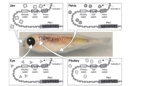 Solved b. You have a fish that inherits a mutation in the | Chegg.com