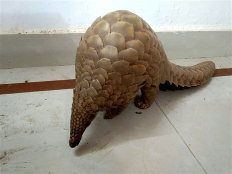 Odisha Police Seizes Live Pangolin Arrests One