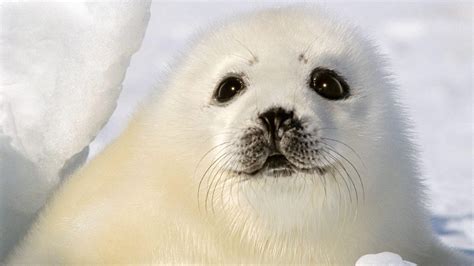 Funny Seal Wallpapers - Top Free Funny Seal Backgrounds - WallpaperAccess