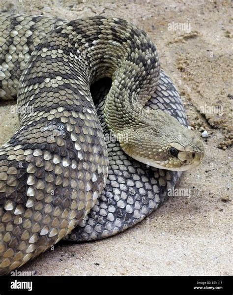 Mexican West Coast Rattlesnake Crotalus Basiliscus Stock Photo