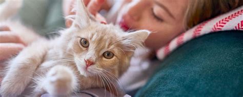 Как ухаживать за зубами кошки - нужно ли чистить зубы коту
