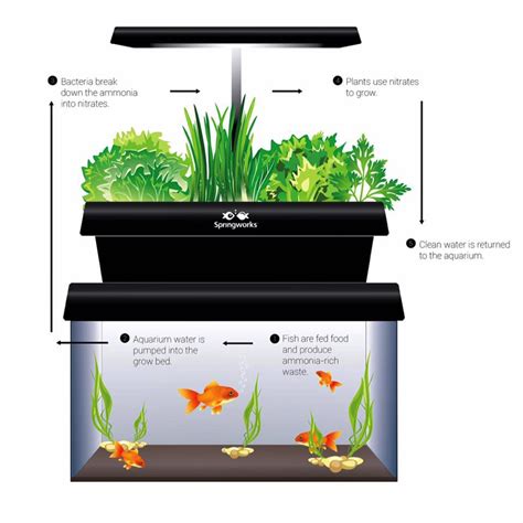 How Does An Aquaponics System Work Less Growing Of Plants