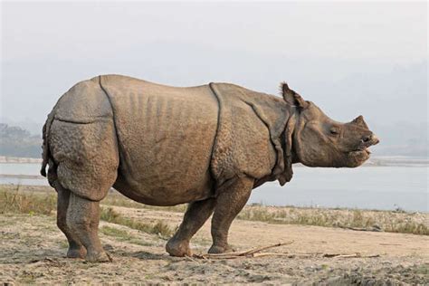 An Overview Of The Five Rhino Species