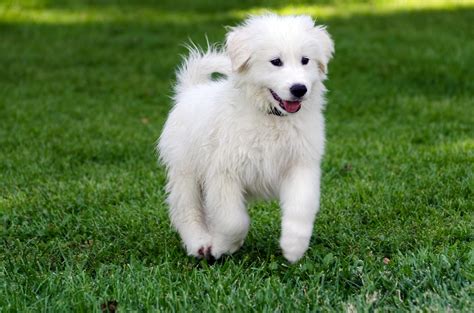 The Great Pyrenees Dog Breed Profiletemperament 2020