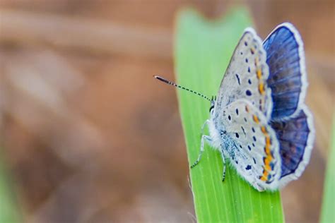 The Karner Blue Butterfly Conservation Efforts And Habitat Protection