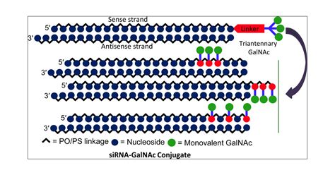 Sirna Conjugates Carrying Sequentially Assembled Trivalent N