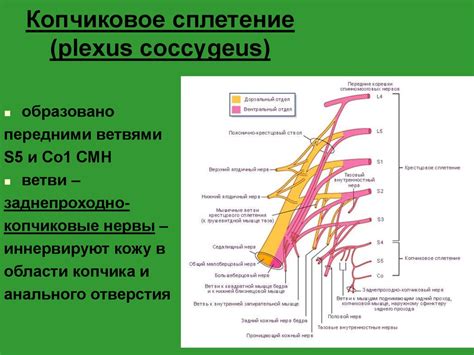 "Поясничное сплетение схема"