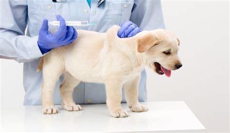 The Distemper Parvo Vaccine (A Big Shot ! Why it Matters)