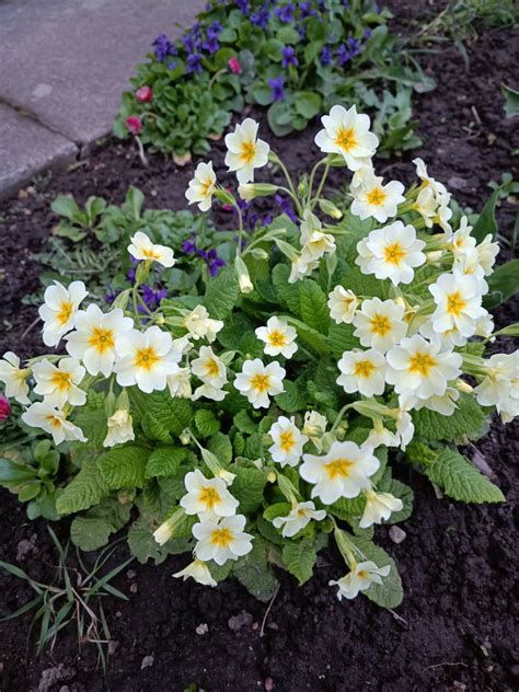 Primroses and violets in my garden this April : r/gardening
