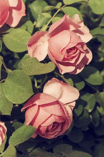 Premium Photo | Pink roses garden