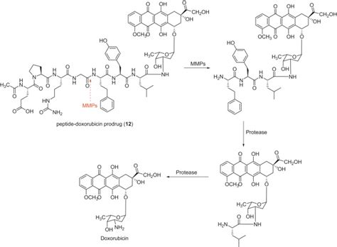 Activation Of A Peptidedoxorubicin Prodrug Designed To Be Activated By