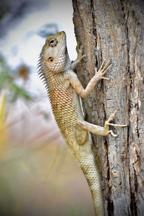 Estudio De Reptiles Reptil Mundo