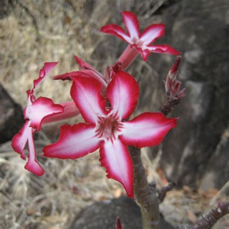 Adenium multiflorum seeds - Buy online