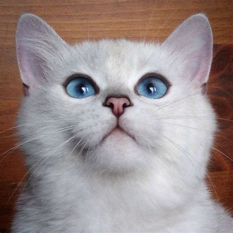 Coby the cat is more on point that you will ever be - Houston Chronicle