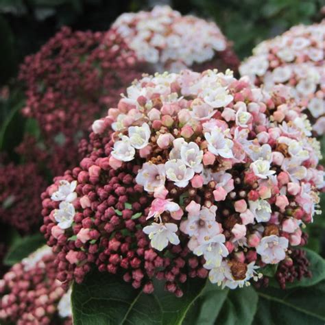 Laurier Tin Viburnum Tinus Lisarose Des Bouquets De Fleurs Roses