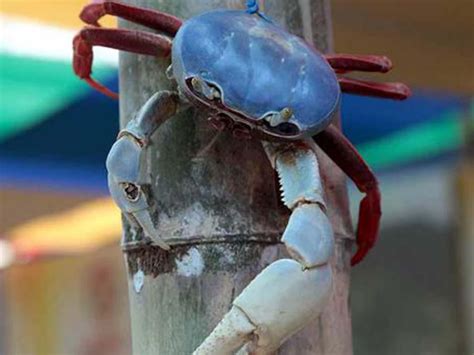 Pesca Ma Ana Iniciar Veda Del Cangrejo Rojo Y Azul En Todo El Pa S