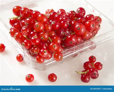 Fresh Red Currants Stock Image Image Of Nutritious Healthy 23076557