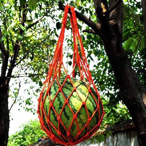 How To Grow Pumpkins Vertically On A Trellis Gardeners Path