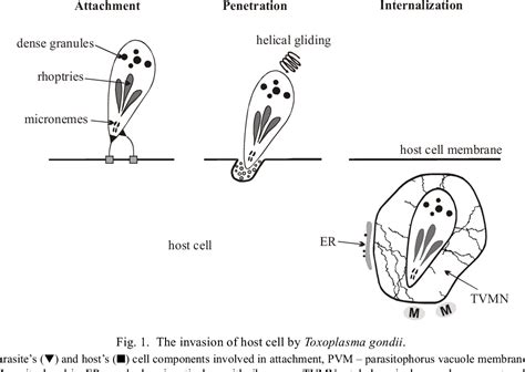 Figure 1 From Molecular Modifications Of Host Cells By Toxoplasma