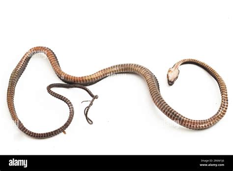 The Dragon Snake Javan Tubercle Snake Javan Mudsnake Or Rough Backed