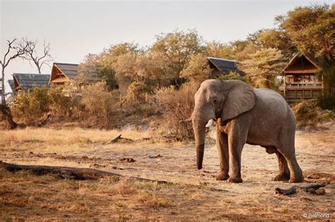 Belmond Savute Elephant Lodge SAFARI Aktuell