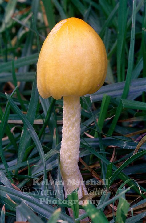 Yellow Mushroom Bolbitius Vitellinus Kelvin Marshall Nature