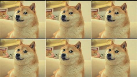 For The Love Of Doge Please Do Not Get A Shiba Inu