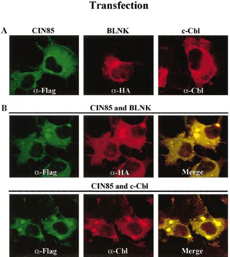 Colocalization Study By Immunofluorescence Microscopy A COS 7 Cells