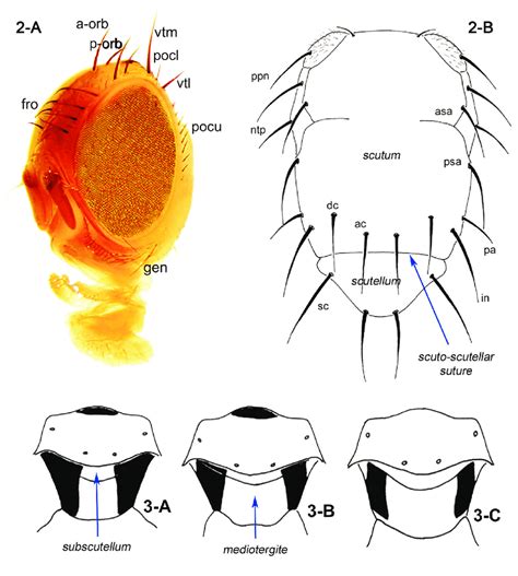 2 A Morphology Of The Head Of Anastrepha Species Fronto Lateral