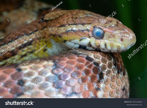 Eastern Corn Snake Pantherophis Guttatus Close Stock Photo 2221316263