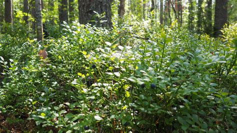 How Master Horticulturist Dan Ori Uses Low Growing Shrubs To "Knit His Planting Together ...