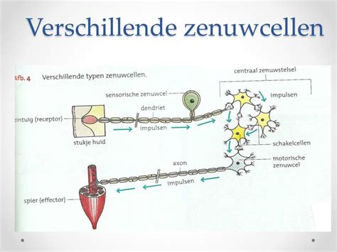 PPT Bouw En Functie Van Het Zenuwstelsel PowerPoint Presentation