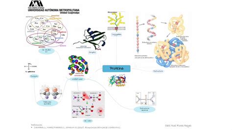 PDF Mapa mental de las proteínas DOKUMEN TIPS