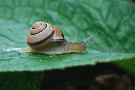 Snail Shell Free Photo On Pixabay Pixabay