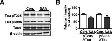 Intracerebral SAA Injection Attenuates Tau Hyperphosphorylation In