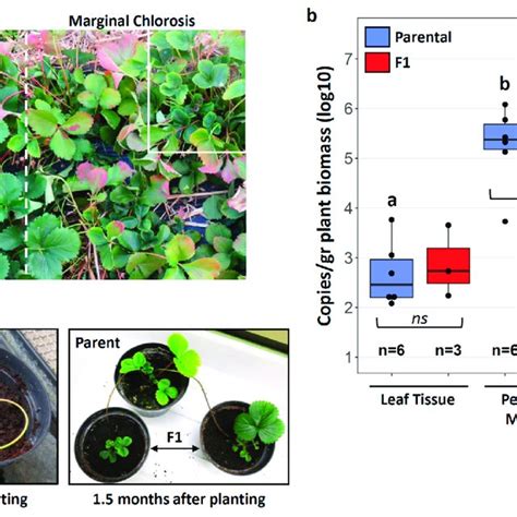 Stolon Transmission Of Phlomobacter A Strawberry Production Field