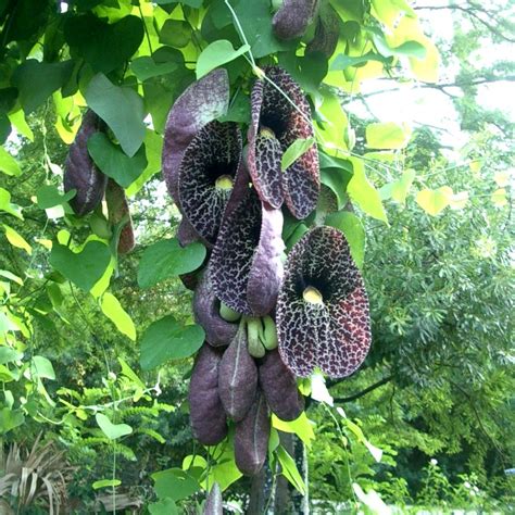 Calico Flower Dutchmans Pipevine Aristolochia Littoralis 20 Seeds