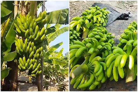 Tanpa Diberi Pupuk Ini Trik Merawat Pohon Pisang Agar Hasil Buahnya