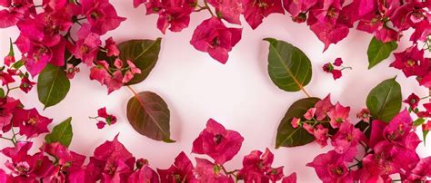 Premium Photo Pink Bougainvillea Flowers Background Border Design