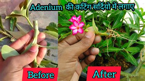 How To Grow Adenium Plant Cutting In Winter How To Prune Adenium Plant In Winter Youtube