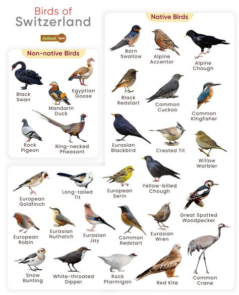 List Of Birds Found In Switzerland With Pictures