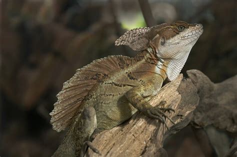 Common Basilisk Basiliscus Basiliscus Bild Kaufen