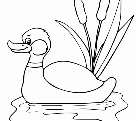 Mallard Duck Coloring Pages At Free Printable