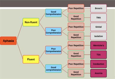 Aphasia Midterm Flashcards Quizlet
