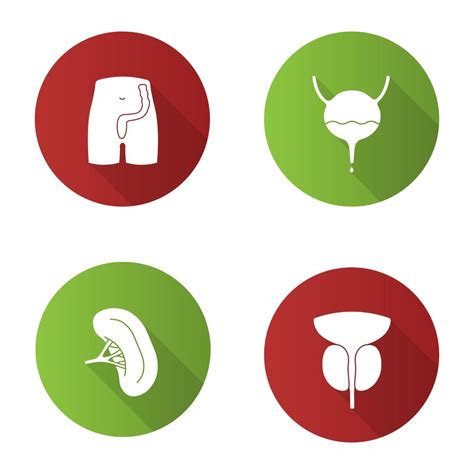 Internal Organs Flat Design Long Shadow Glyph Icons Set Rectum And