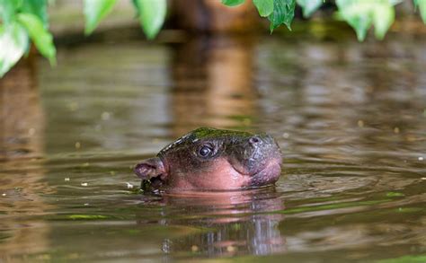 53 Baby Hippos That Will Make Everything Better Bored Panda